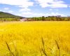 Ibiza Countryside