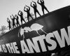 Ants Ibiza