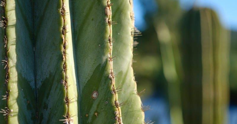 Ibiza Botánico Biotecnológico">